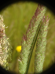 Phalaris coerulescens