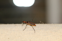 Pyrota tenuicostatis