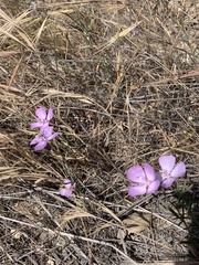 Clarkia bottae