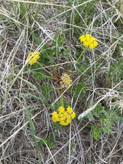 Lomatium foeniculaceum