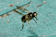 Blera pictipes