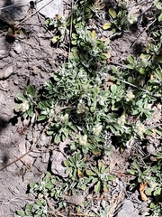 Antennaria marginata
