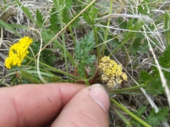Lomatium foeniculaceum