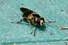 Blera pictipes