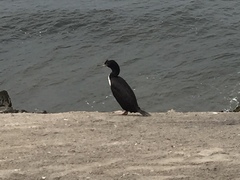 Leucocarbo bougainvillii
