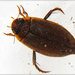Cosmopolitan Diving Beetle, photo 3 of 10