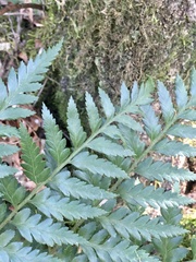 Rumohra adiantiformis