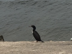 Leucocarbo bougainvillii