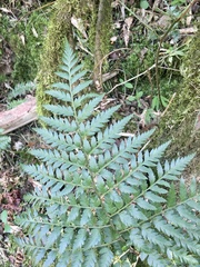 Rumohra adiantiformis