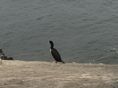 Leucocarbo bougainvillii