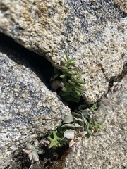 Pellaea bridgesii
