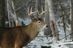 Odocoileus virginianus