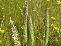Phalaris coerulescens