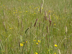Phalaris coerulescens
