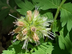 Hydrophyllum fendleri