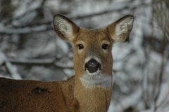 Odocoileus virginianus