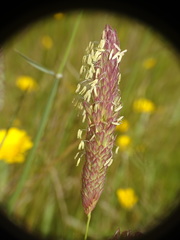 Phalaris coerulescens