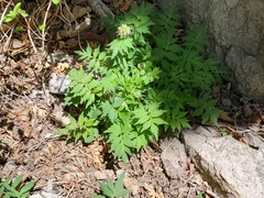 Hydrophyllum fendleri