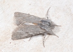 Dicranura ulmi