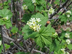 Ribes wolfii