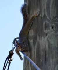 Sciurus carolinensis