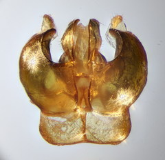 Lasioglossum mediterraneum