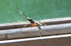 Xanthocryptus novozealandicus