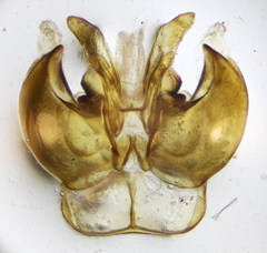 Lasioglossum mediterraneum