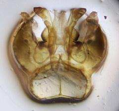Lasioglossum mediterraneum