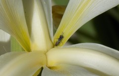Miscophini