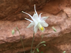 Aquilegia coerulea