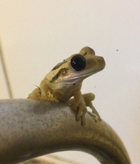 Trachycephalus mesophaeus