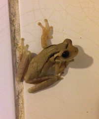 Trachycephalus mesophaeus