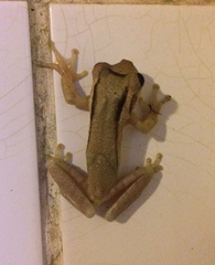 Trachycephalus mesophaeus