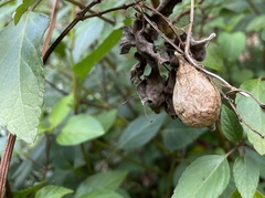 Vigna aconitifolia