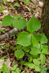 Trillium cernuum