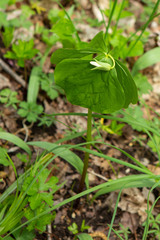 Trillium flexipes