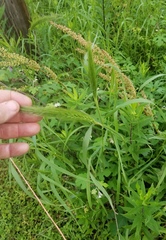 Elymus glabriflorus