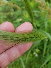 Elymus glabriflorus