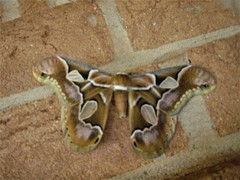 Rothschildia arethusa