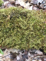 Brotherella recurvans