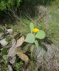 Opuntia anahuacensis
