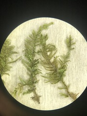 Brotherella recurvans