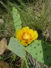 Opuntia anahuacensis