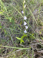 Lobelia appendiculata