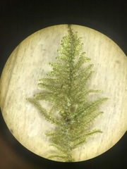 Brotherella recurvans