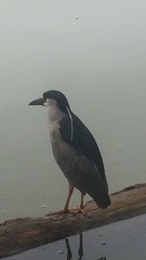 Nycticorax nycticorax