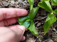 Trillium cernuum