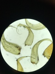 Brotherella recurvans