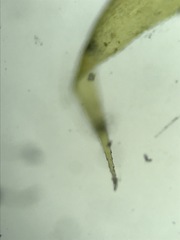 Brotherella recurvans